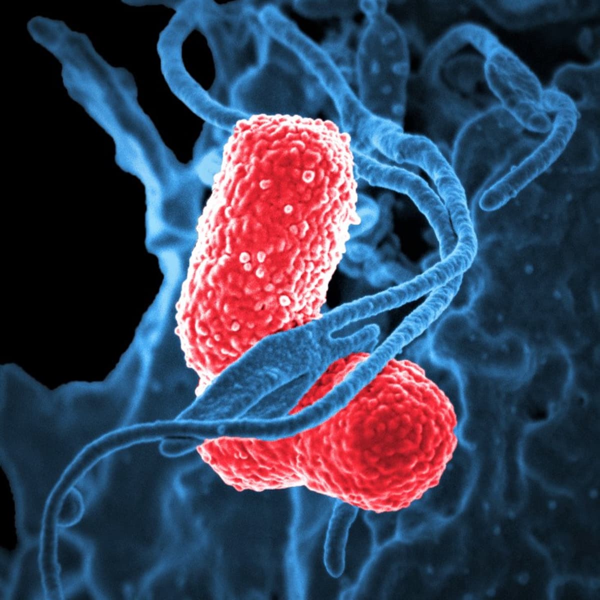 Бактериофаг Клебсиелл поливалентный очищенный