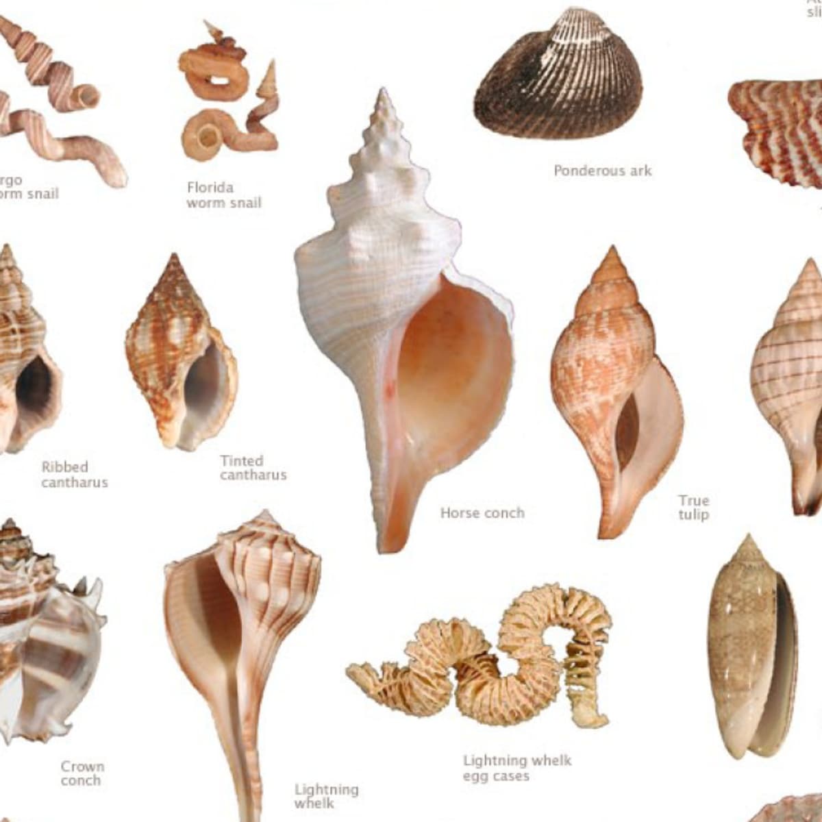 Ракушка форма женского органа. Раковина Conch Shell. Ракушки Геншин. Морские ракушки форма. Раковины моллюсков с названиями.