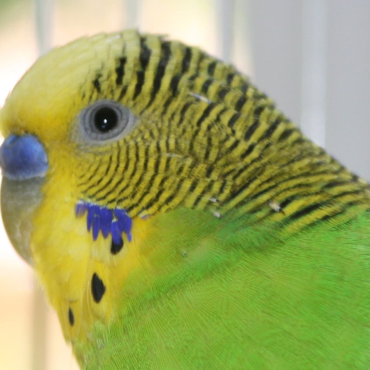 Tips for Caring for Your First Pet Budgie (Parakeet) - PetHelpful
