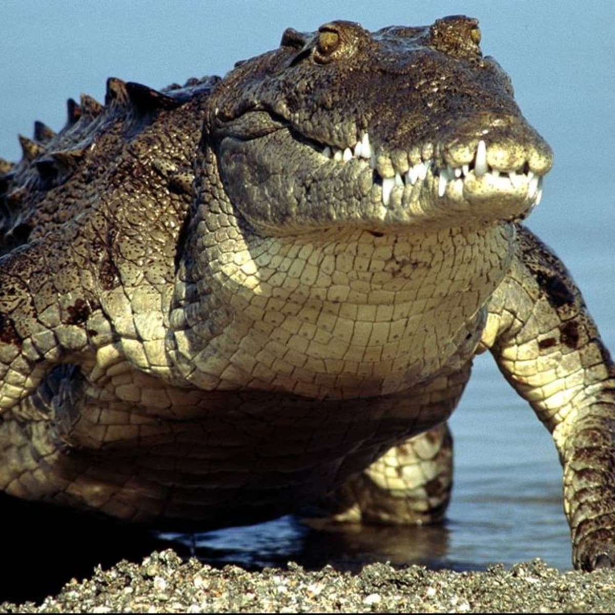 Monster Crocs: How Big Can Crocodiles Get? - HubPages