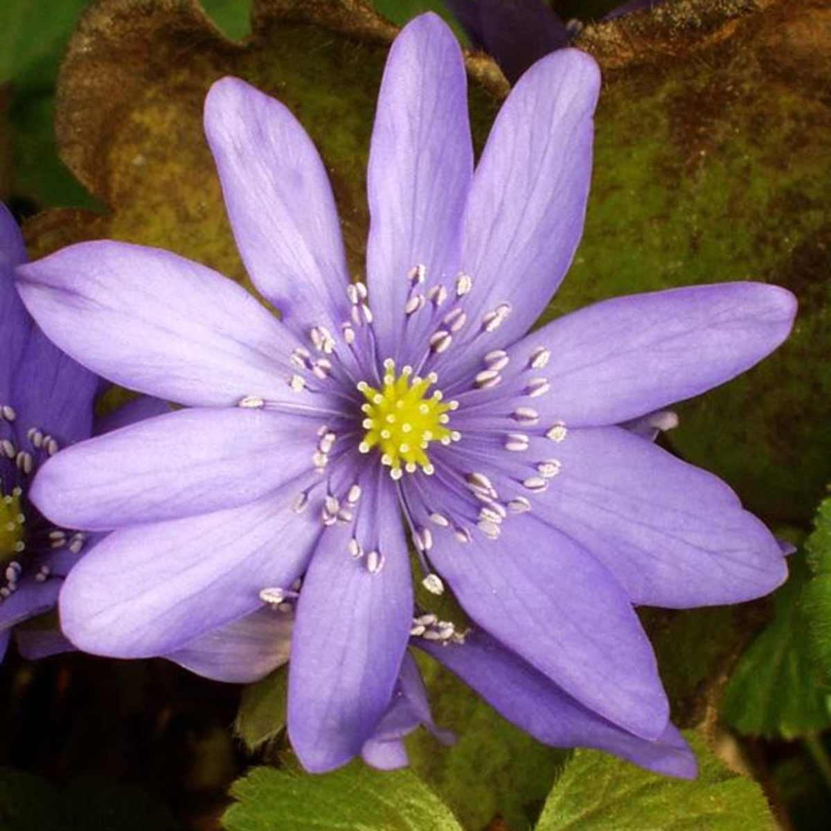 Kentucky Delightful Wild Flowers - HubPages