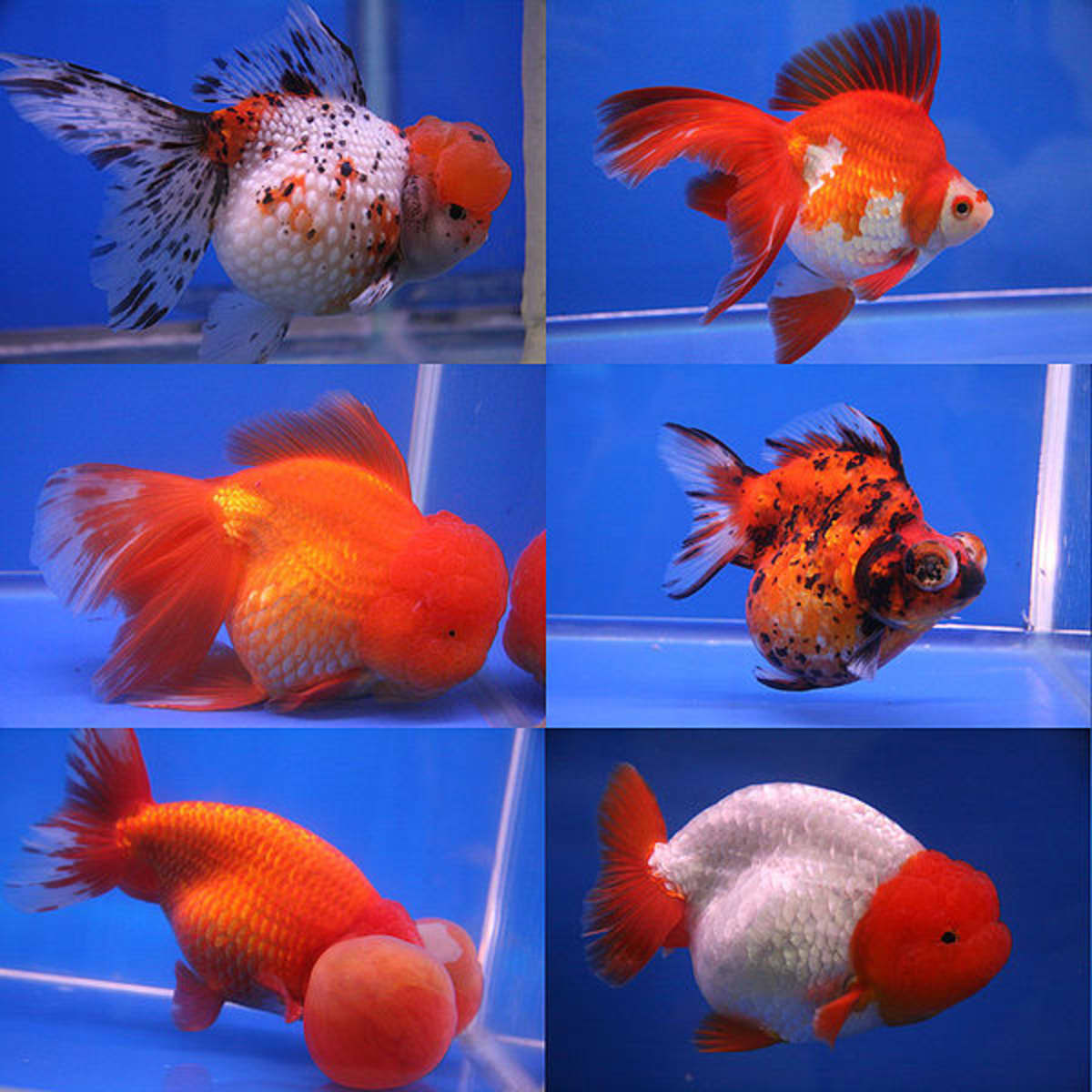 Facts on Goldfish HubPages