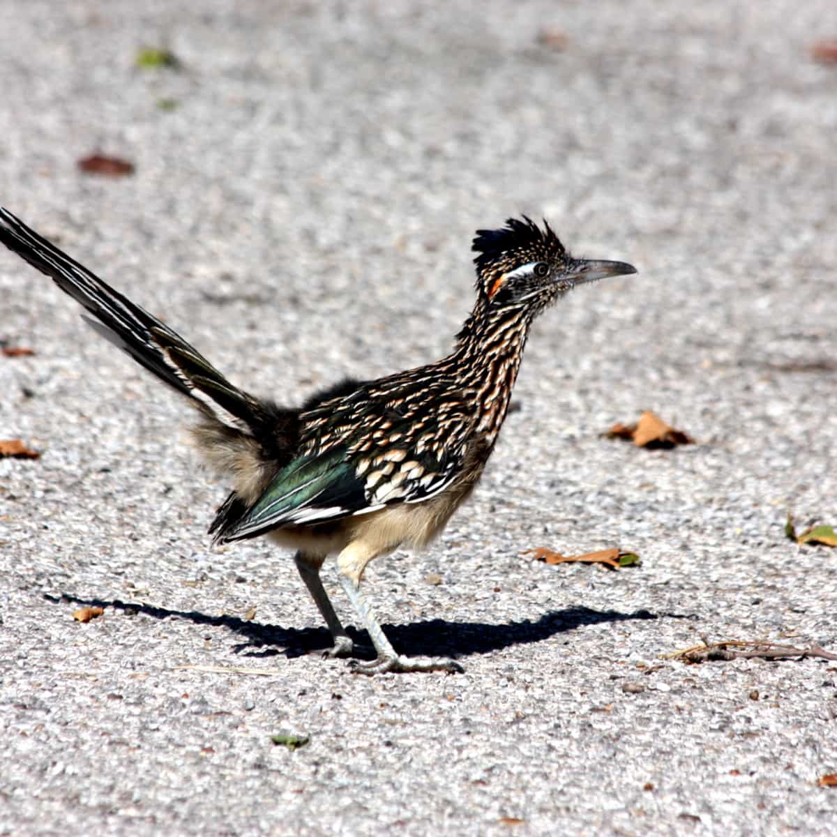 FUNNY SPEED BIRD ROAD RUNNER ガスライト FUNNY SPEED BIRD ROAD RUNNER ガスライト