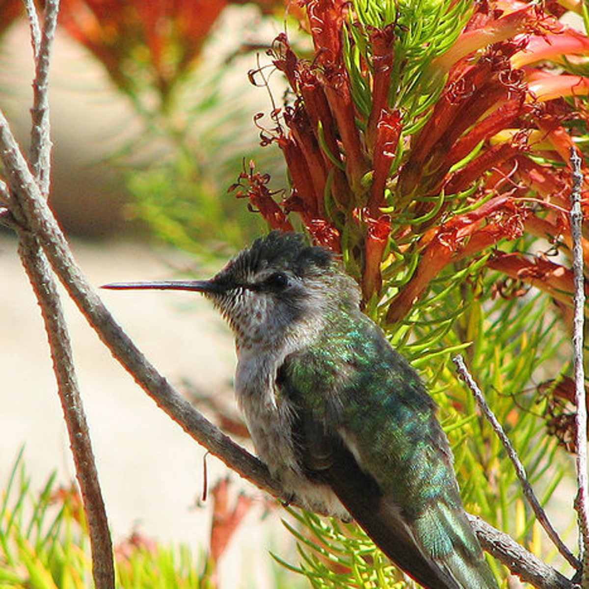 華麗 humming bird – ORIGINAL GLAZEDLINE153.5 ボード - abacus-rh.com