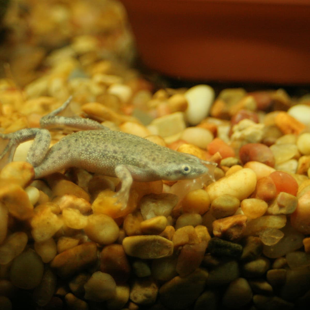 African Dwarf Frog – Froggy's Lair | lupon.gov.ph