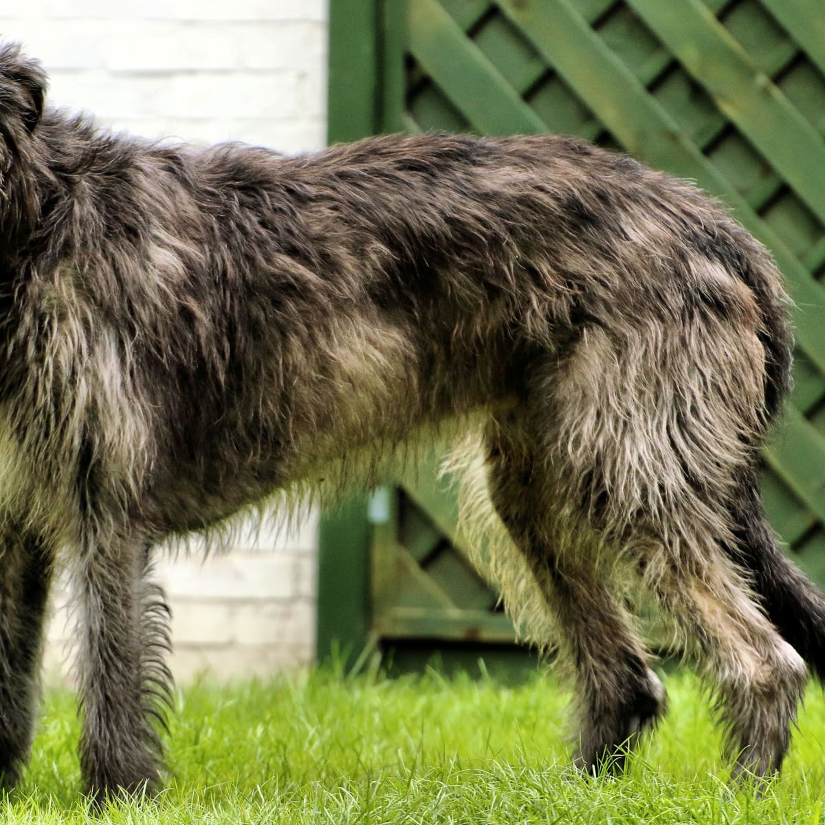 irish deerhound puppies