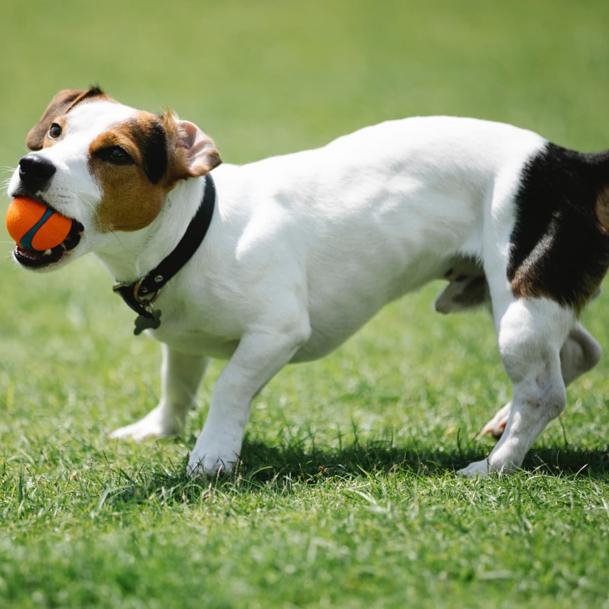 How Not to Train a Jack Russell Terrier - PetHelpful