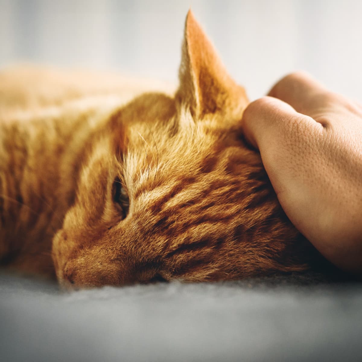 Can Dry Cat Food Cause Blood In Stool On Sale Laseb fae ufmg br