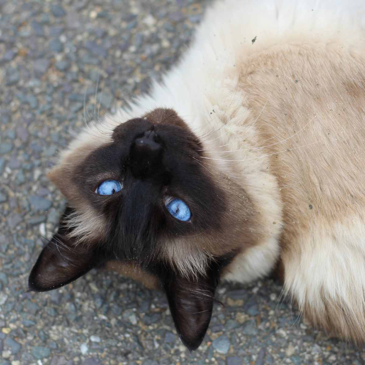 Best Food To Feed A Siamese Cat At Charles Macias Blog Best Food To Feed A Siamese Cat At Charles Macias Blog