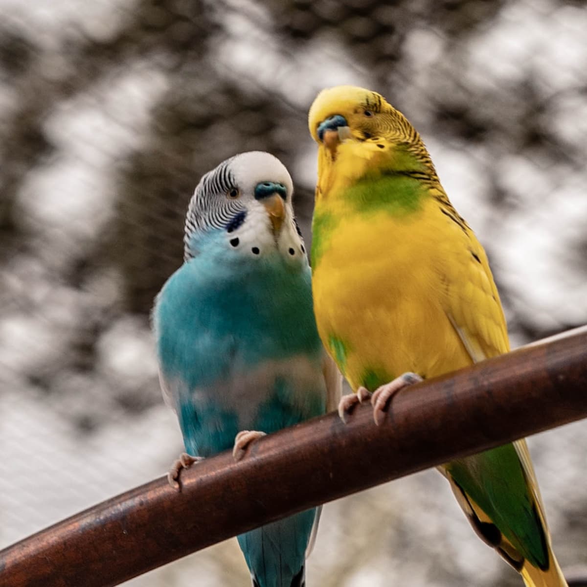 How to Choose, Care for, and Train a Parakeet - PetHelpful