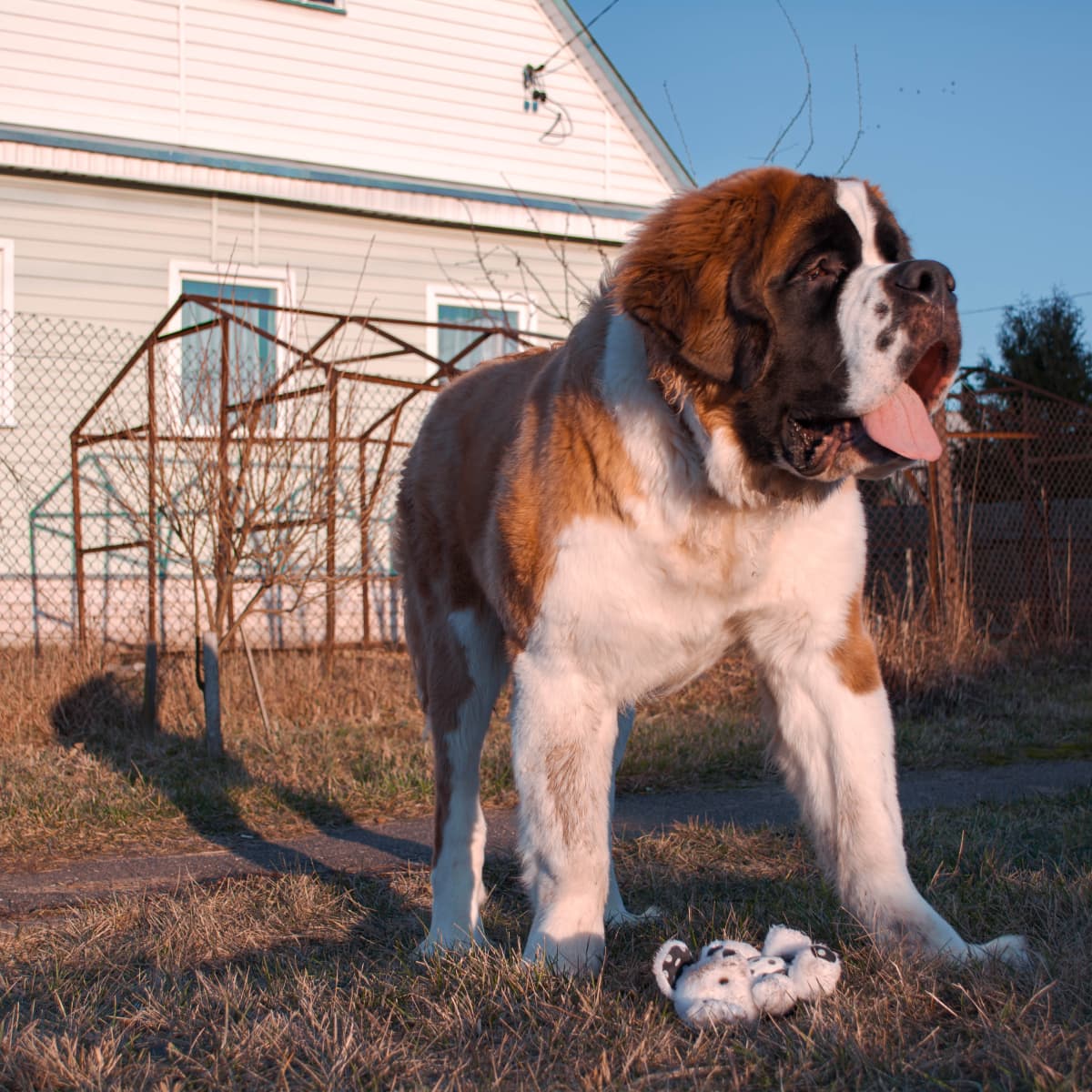 A Big Dog Breed