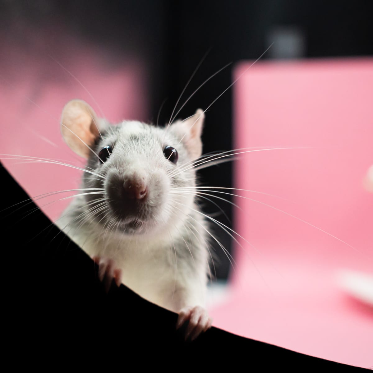 Whats a mouse sale