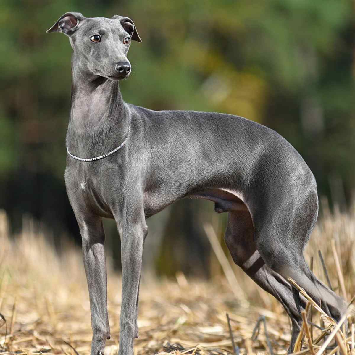 Italian Greyhounds