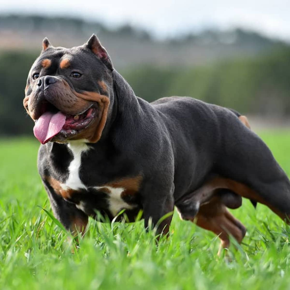 American Bully: Dog Breed History, Characteristics and More - HubPages