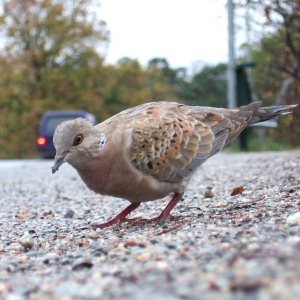 The Turtle Doves and Their Near Extinction - HubPages
