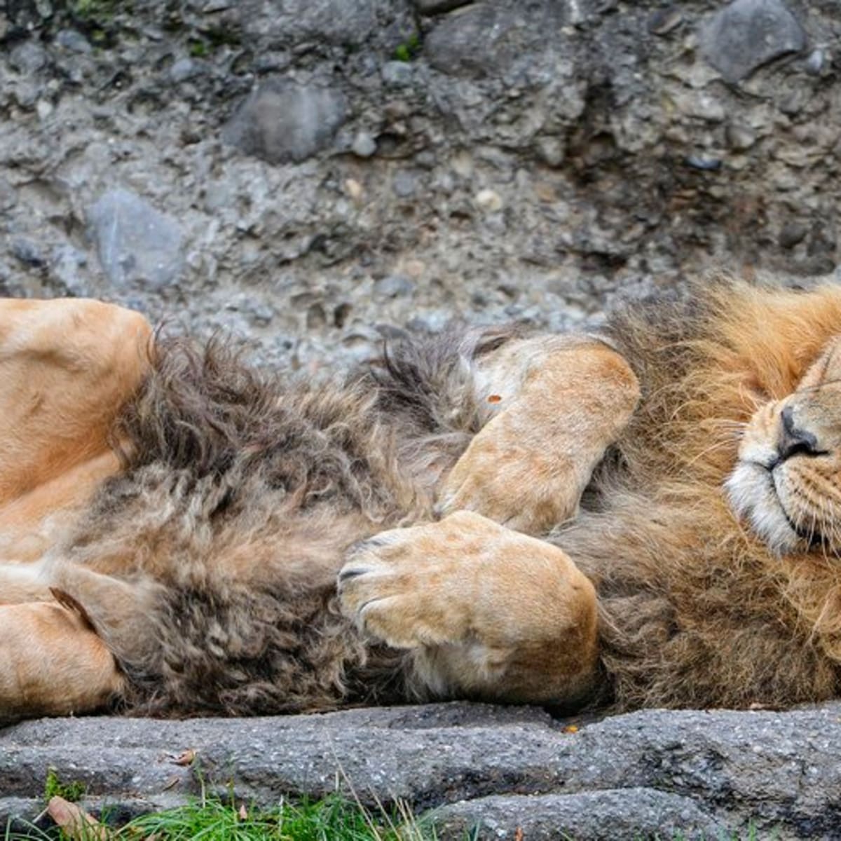 лев лежит на спине фото