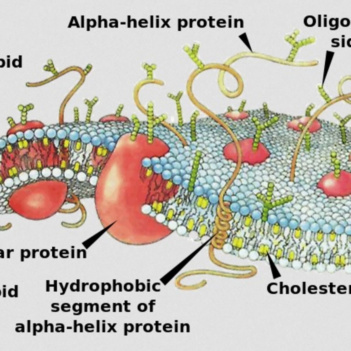 Жидкостно-мозаичная строения плазматической мембраны