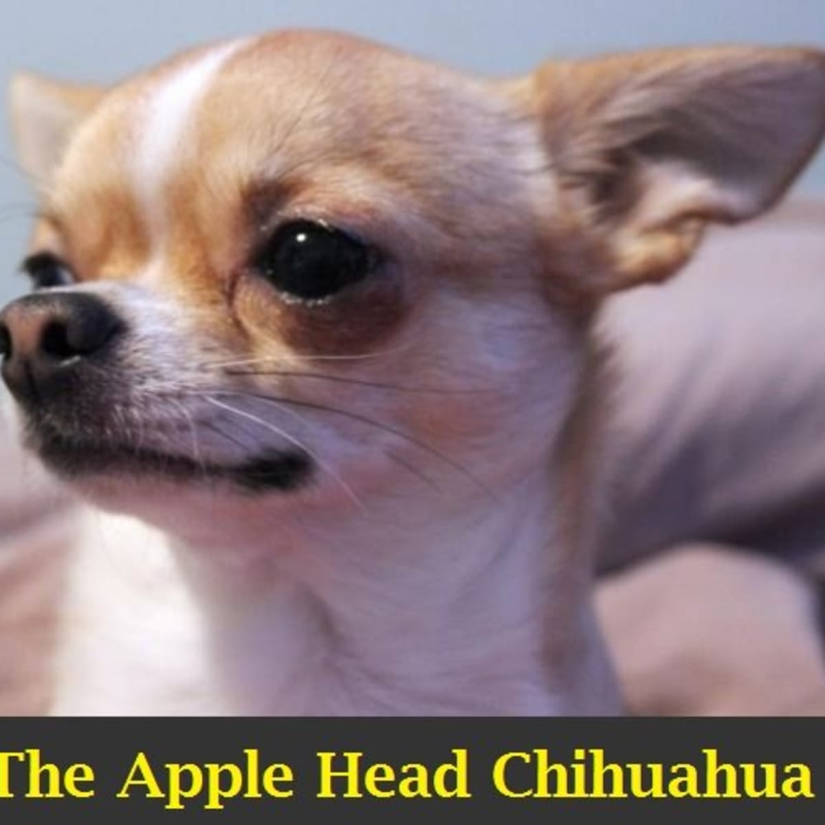 Чихуахуа Apple head