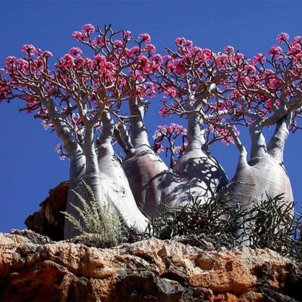 socotra-island-the-most-exotic