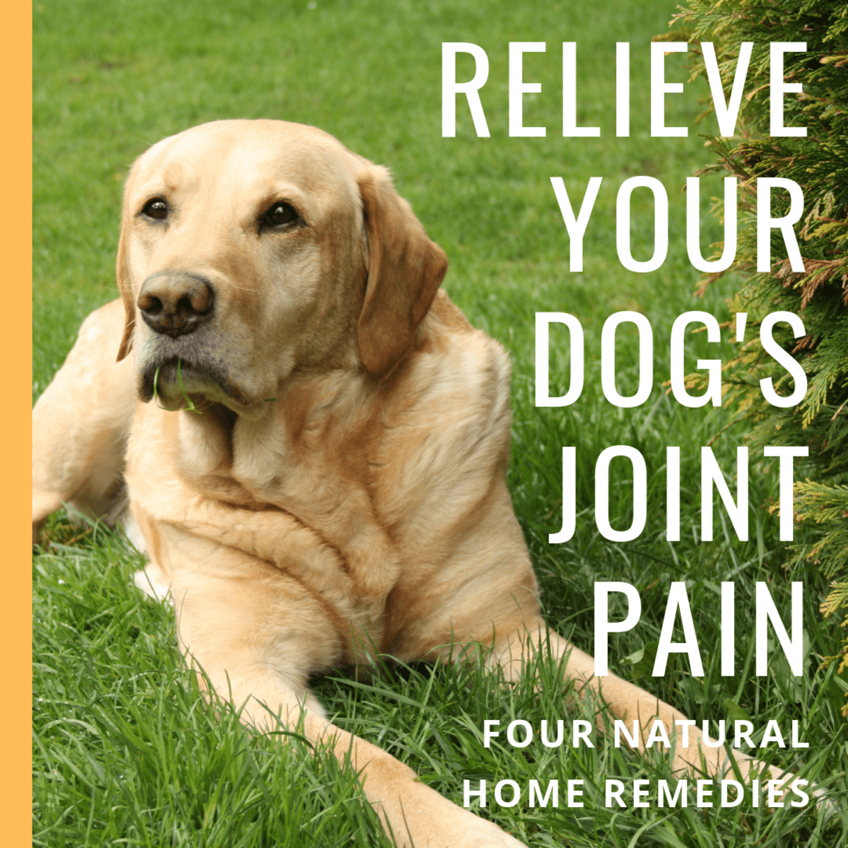 Natural joint pain 2025 relief for dogs