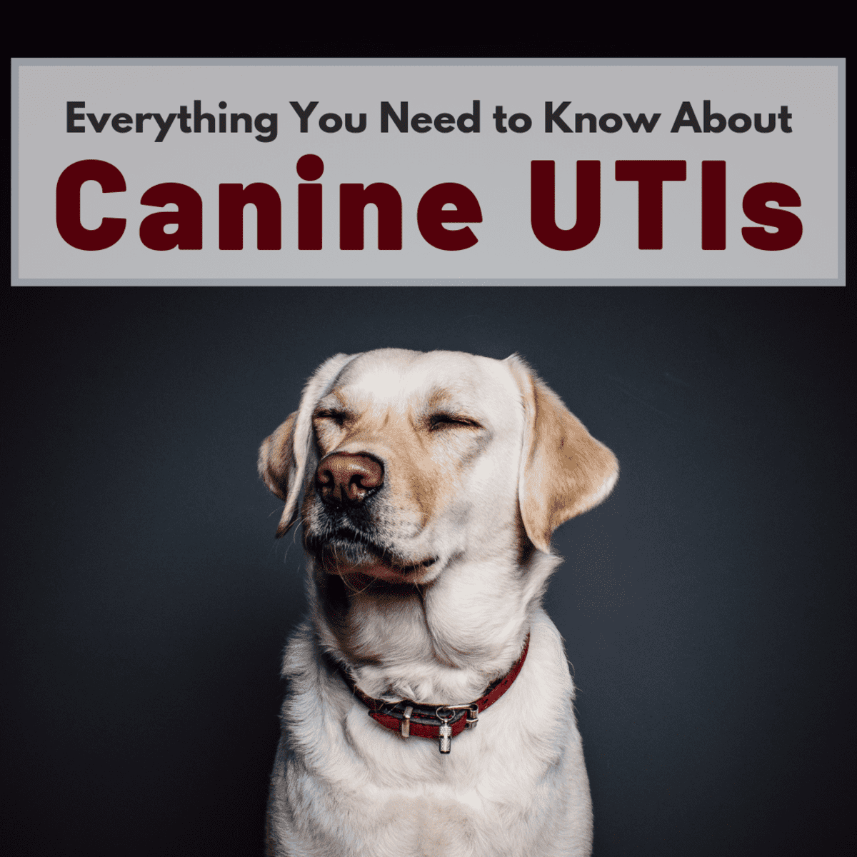 how-do-i-know-if-my-dog-has-a-urinary-tract-infection