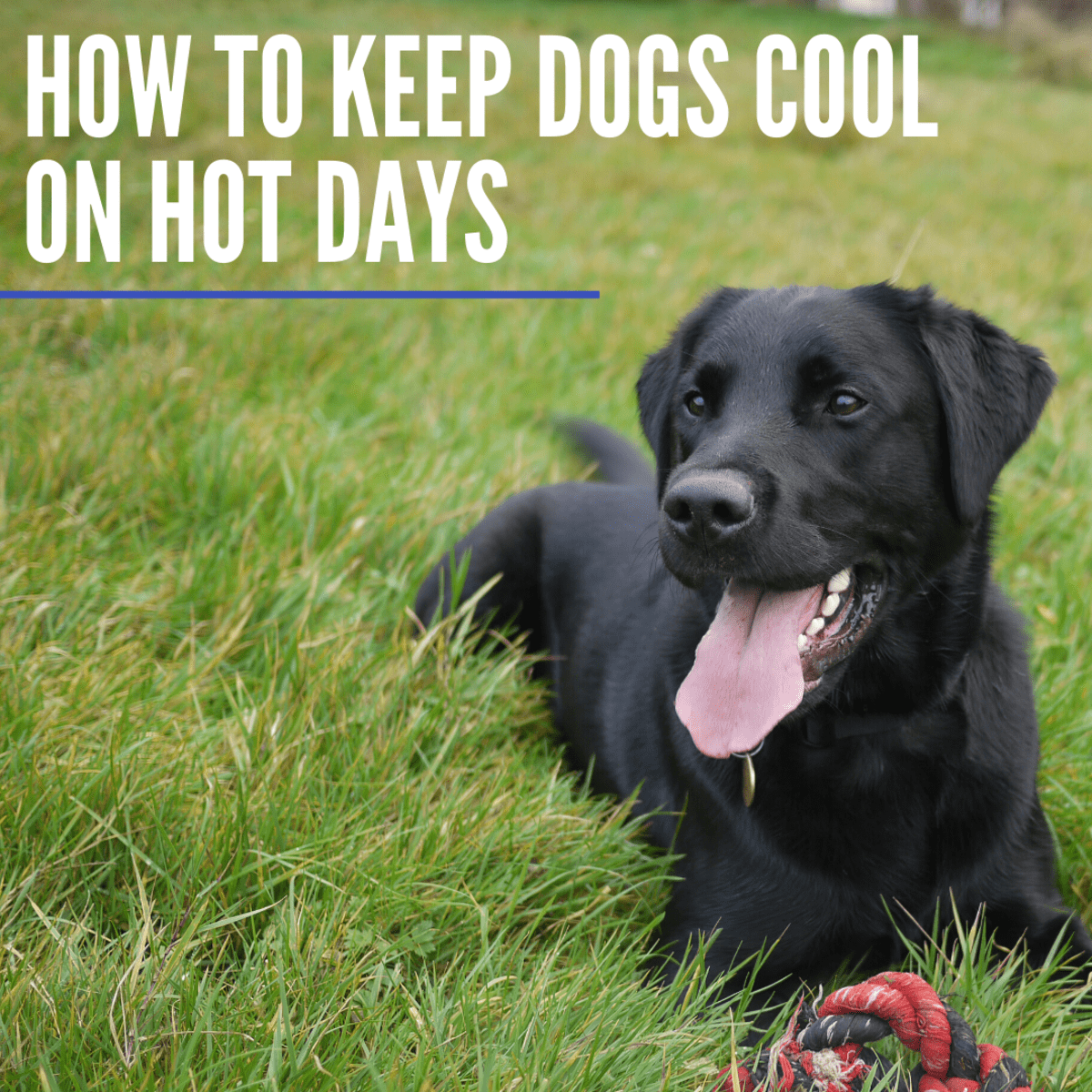 How to cool down clearance dogs on hot days