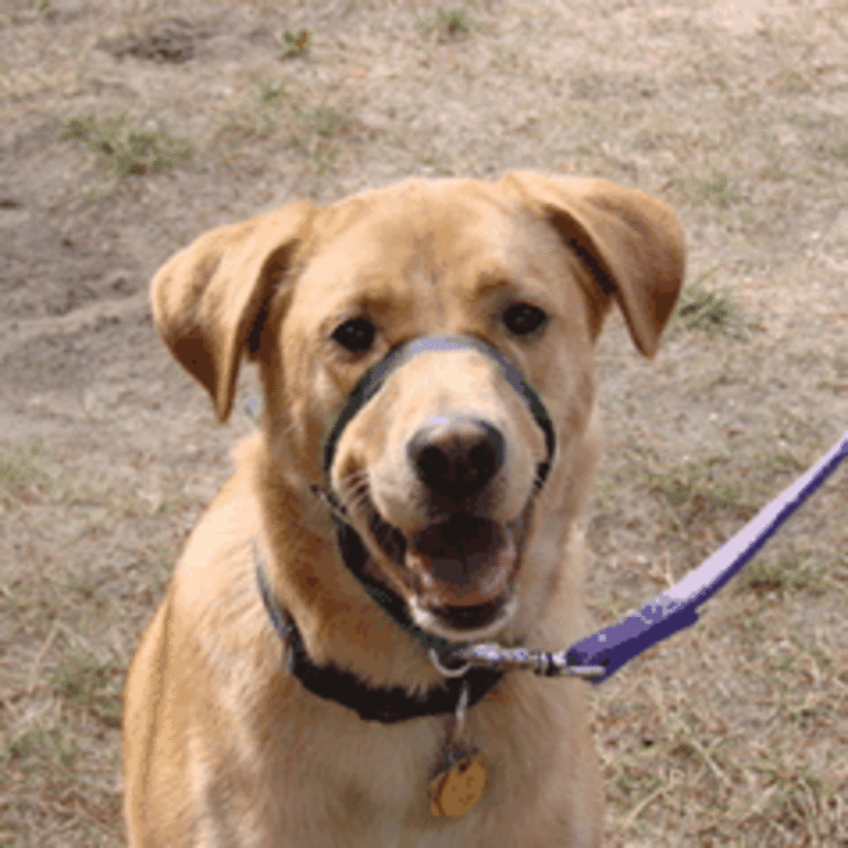 Dog barrier frustration sales leash