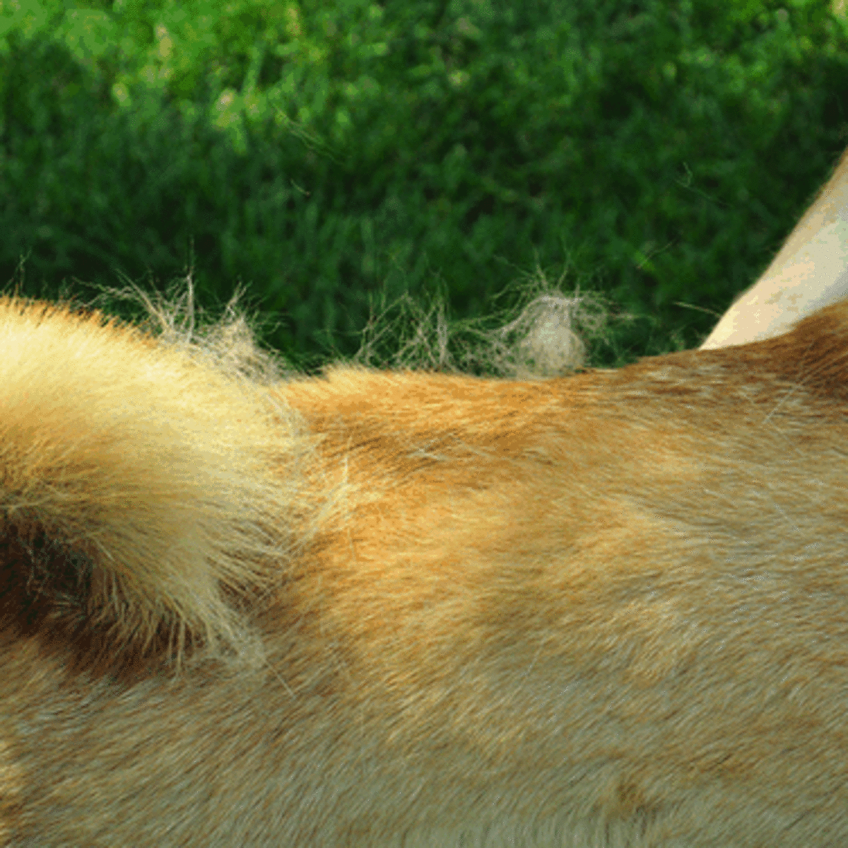 Dog shedding a store lot in winter