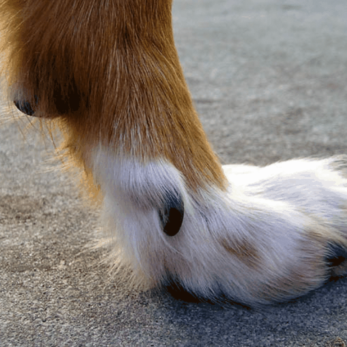 Do Dogs Dew Claws Grow Back