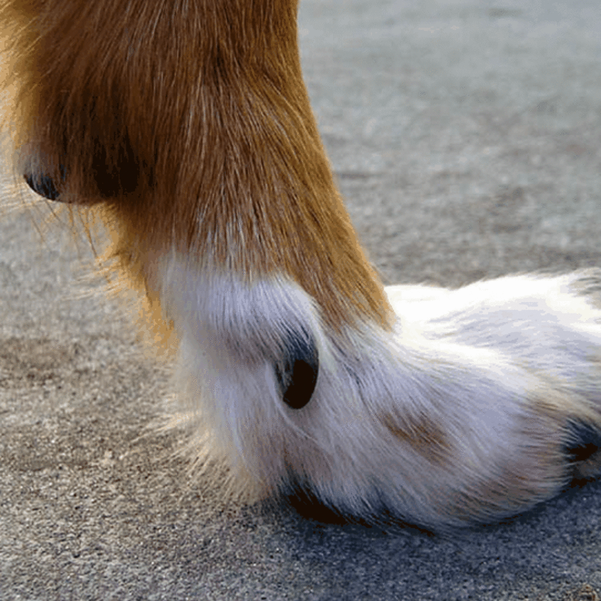 do-dogs-dew-claws-grow-back