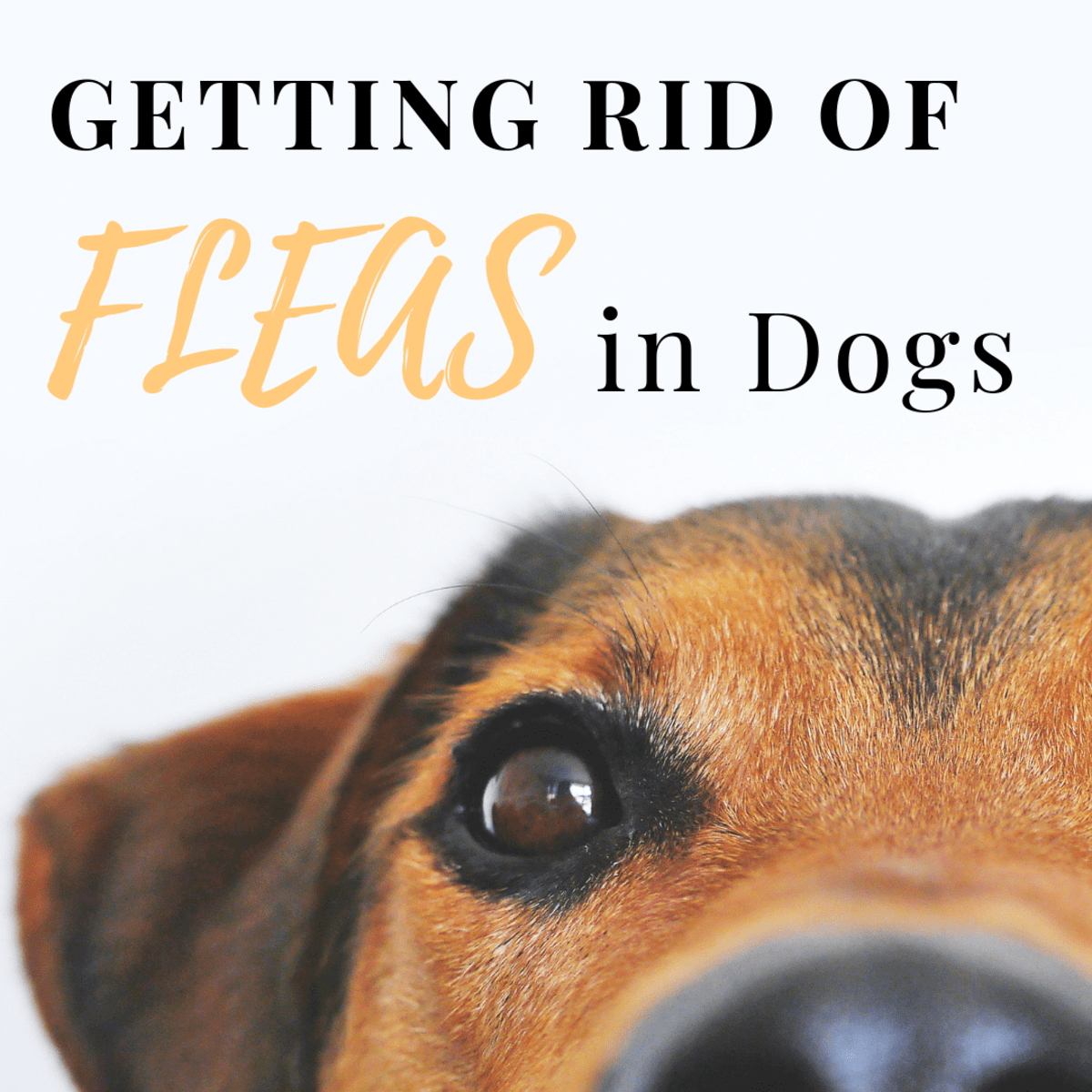 Removing fleas best sale from dog