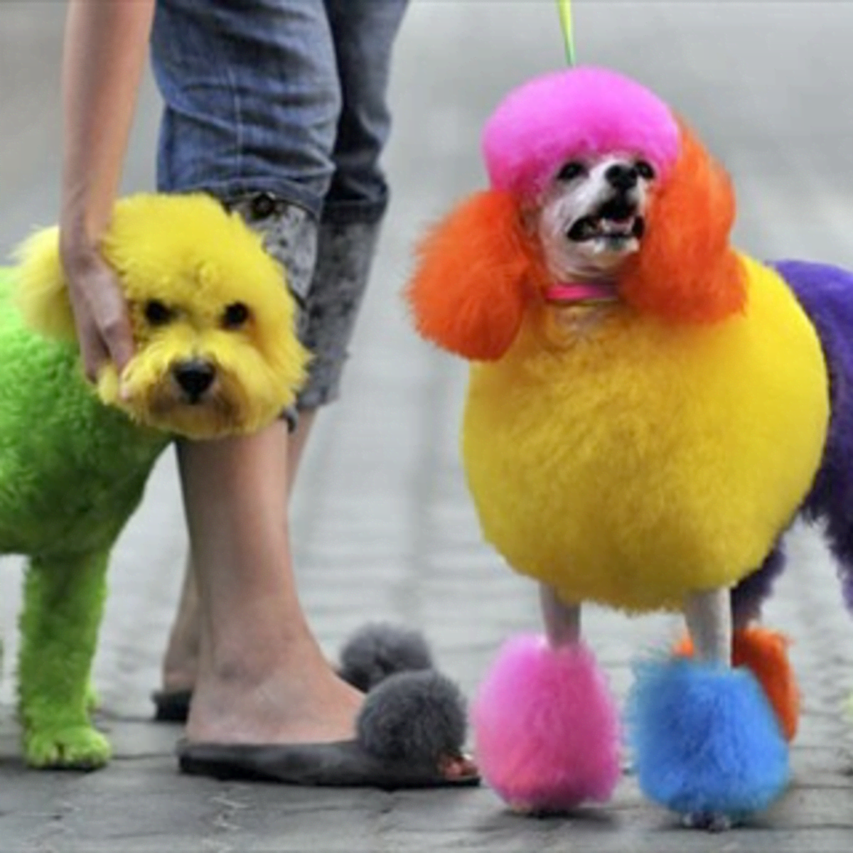 Tie dye outlet poodle