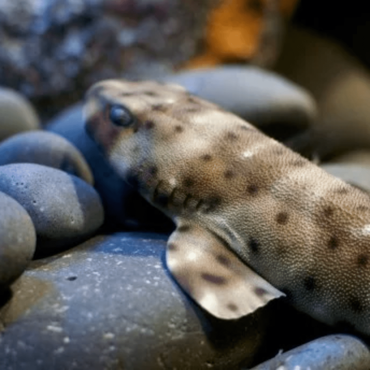 Sharks for sale at petsmart sale