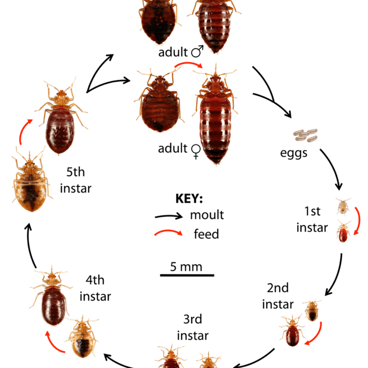 pictures of male and female bed bugs