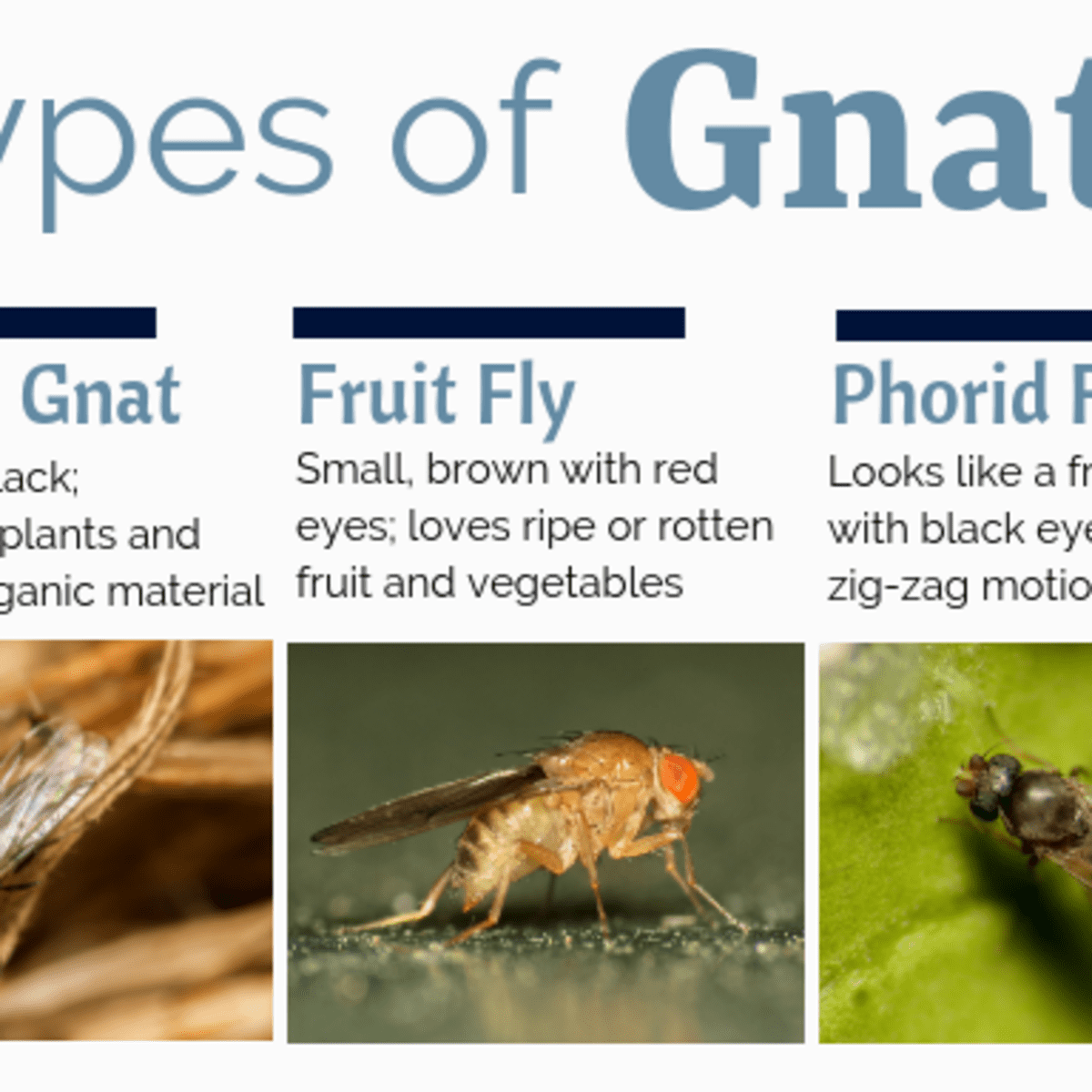 How to get rid of gnats store in yard