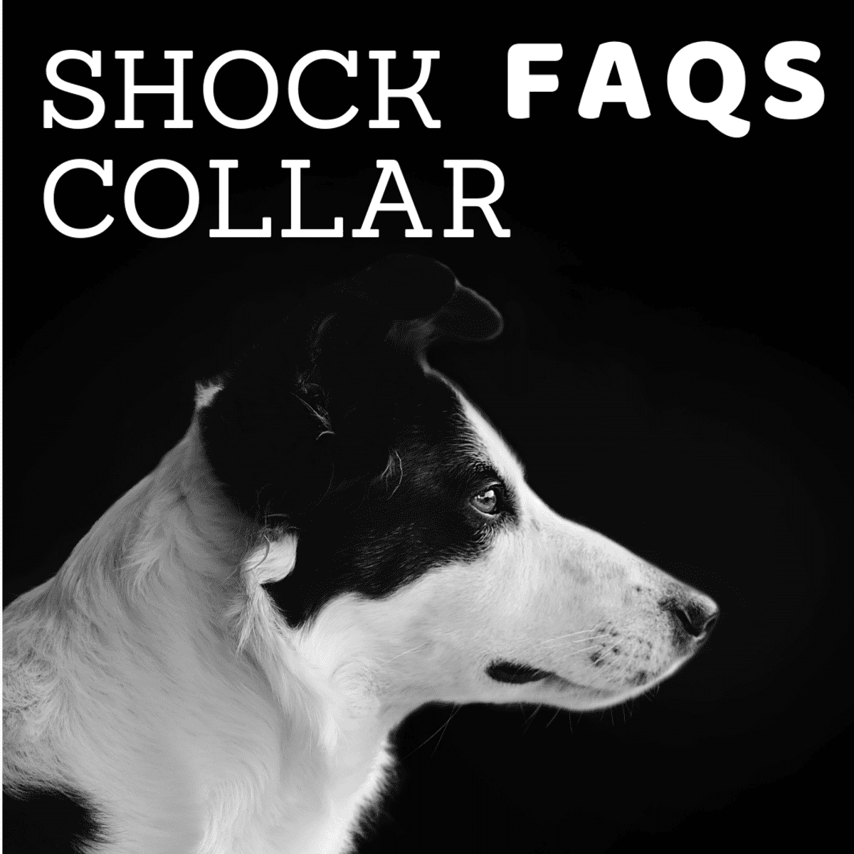 Is a on sale shock collar cruel