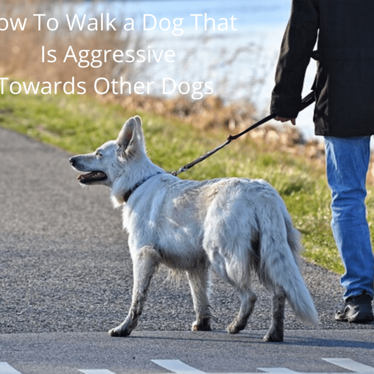 Dog only outlet aggressive on leash