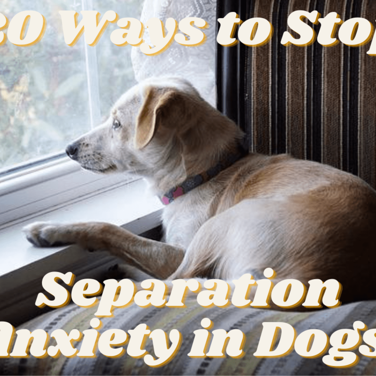 View of How Do You Fix Separation Anxiety In Puppies