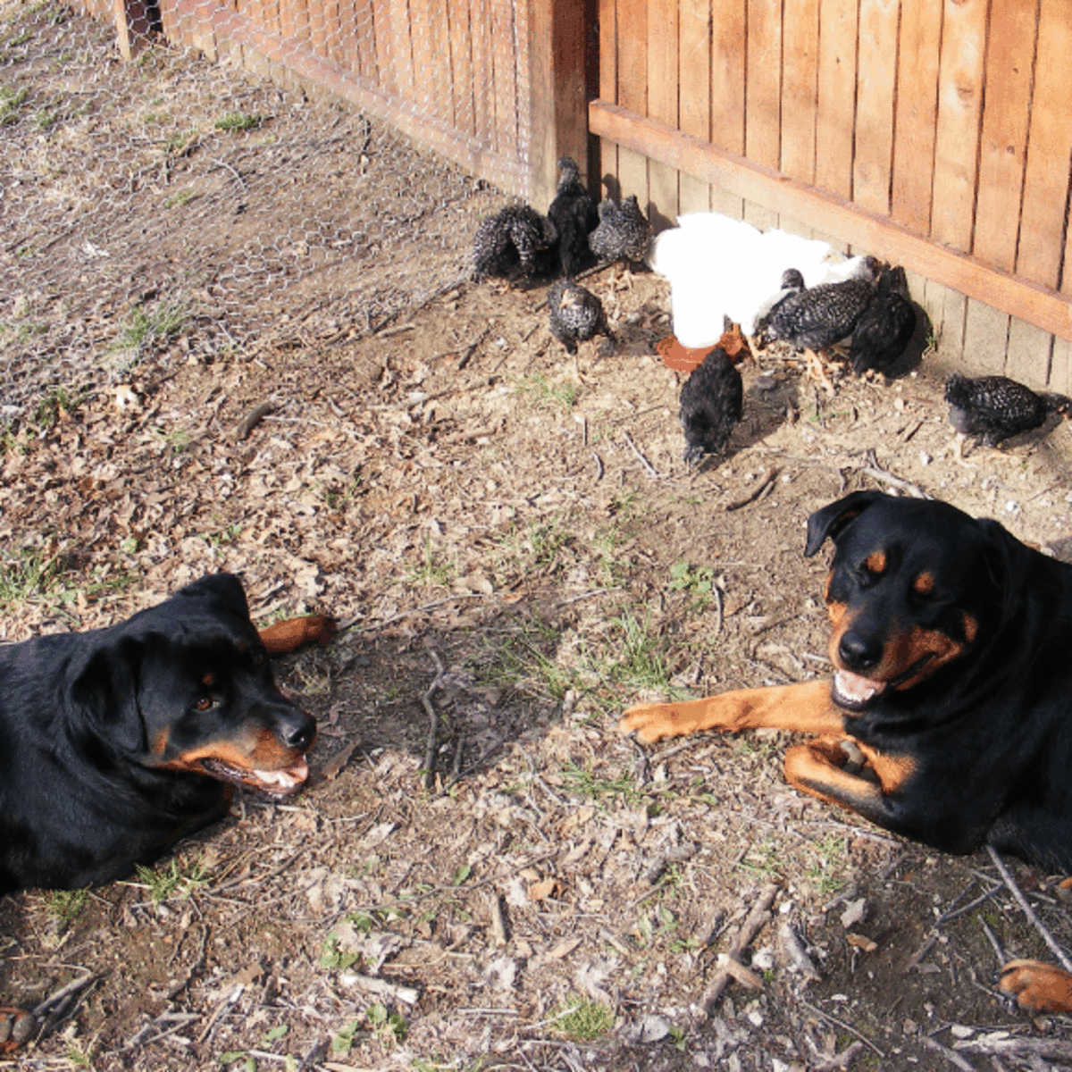 Dog clearance killed bird