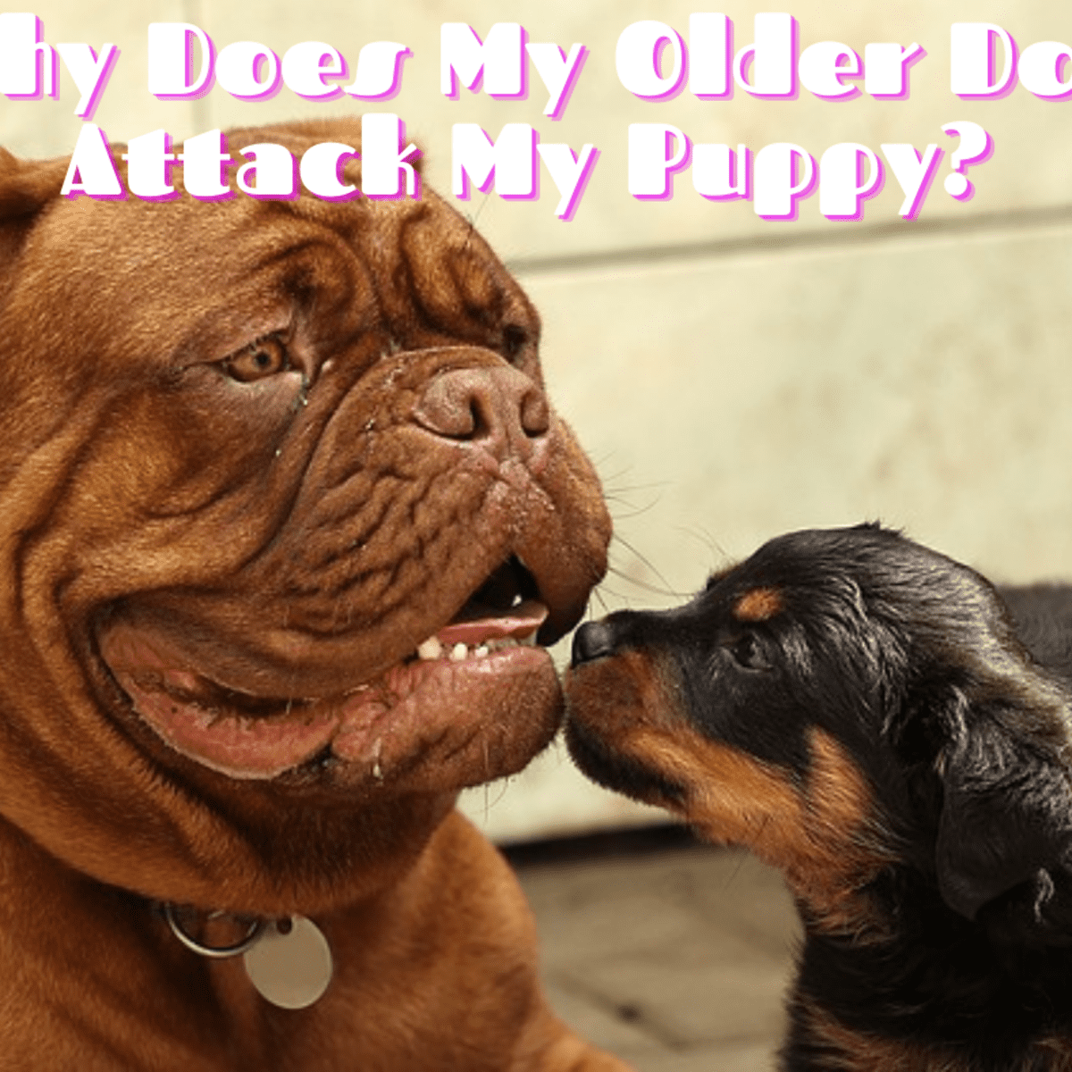 Puppy keeps biting sales older dog