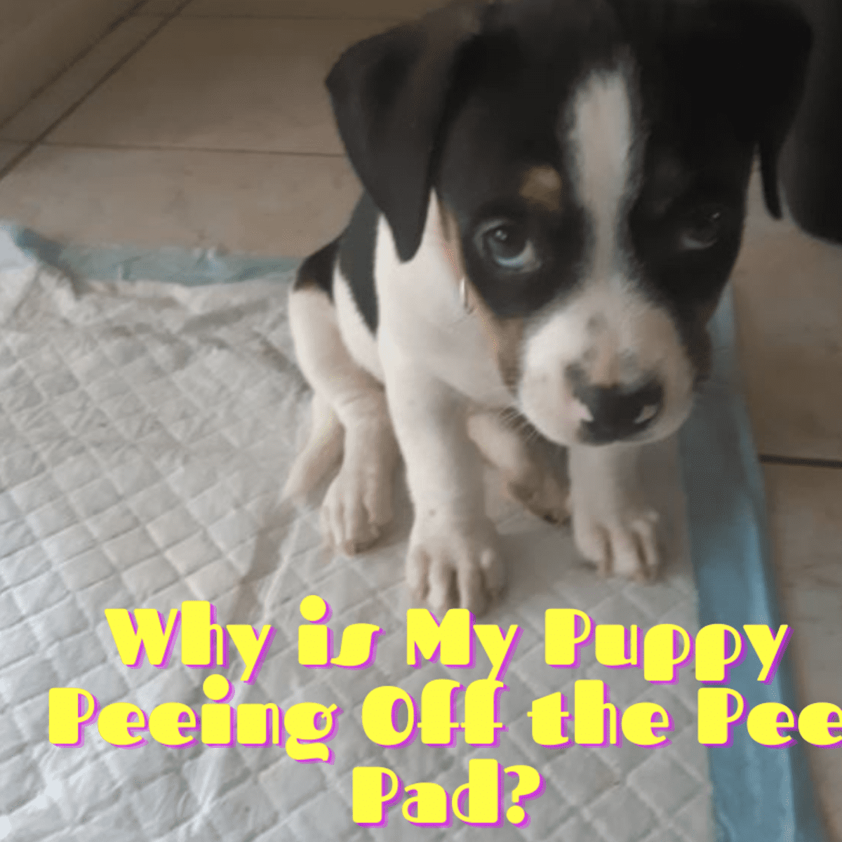 How To Get My Puppy To Stop Peeing In The Crate Online Shopping, Save ...