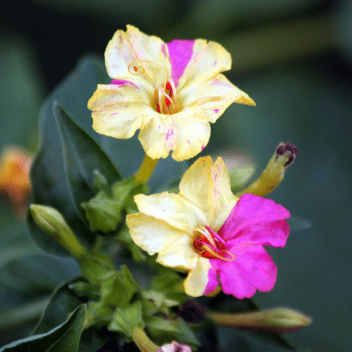 ピンク！「菜々緒/FOUR O'CLOCK」 PINK 4 O'CLOCKS PROPAGATE GROW FLOWER AND SEED COLLECTION