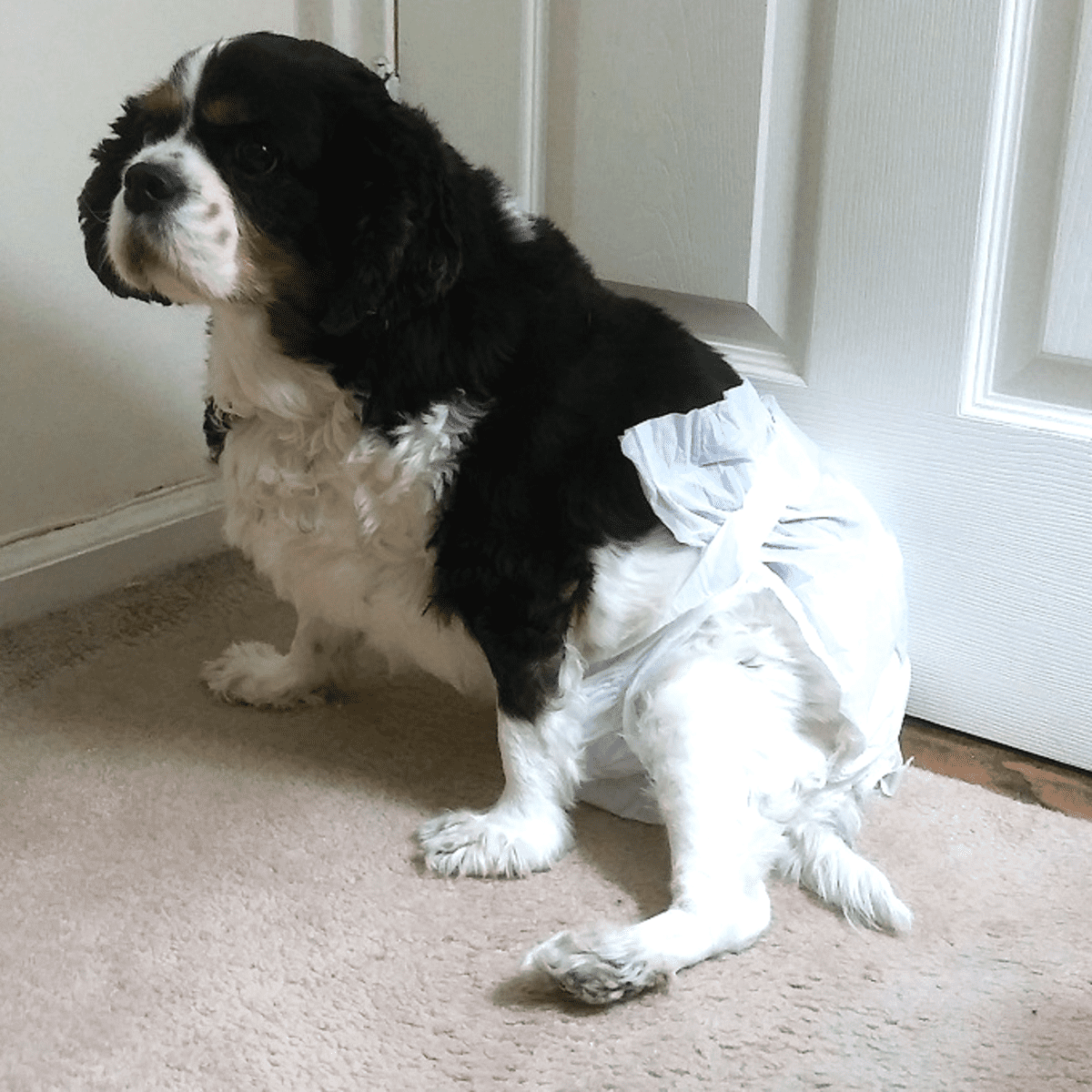 Best washable dog clearance diapers