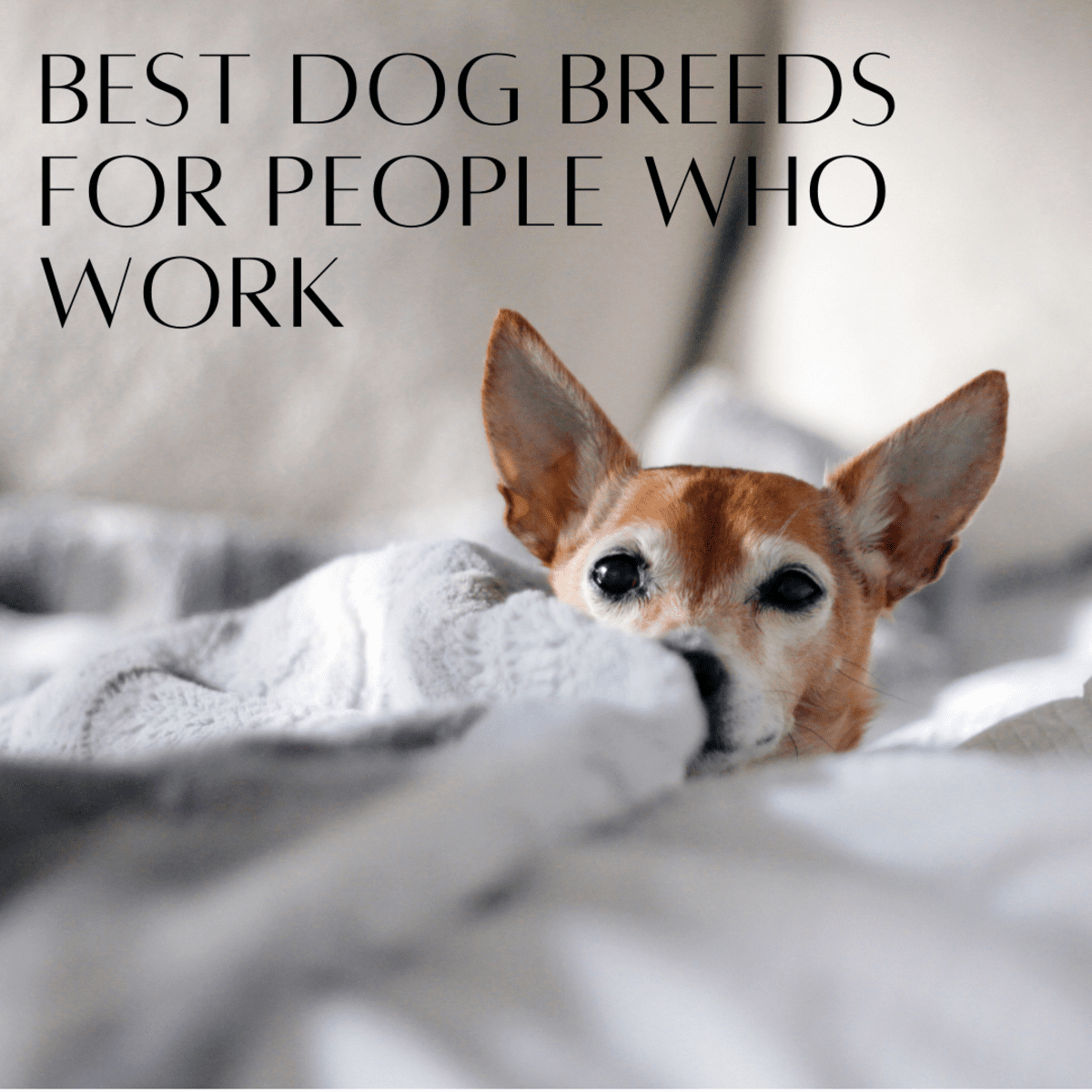 Best dogs for busy singles