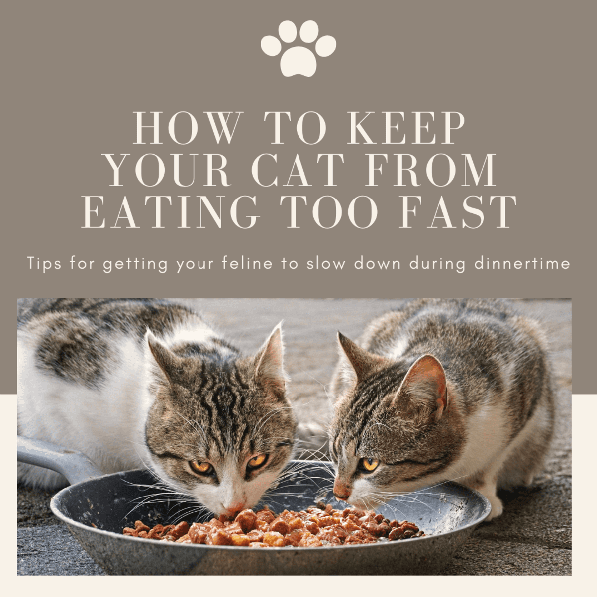 How to Keep a Cat From Eating Too Fast HubPages