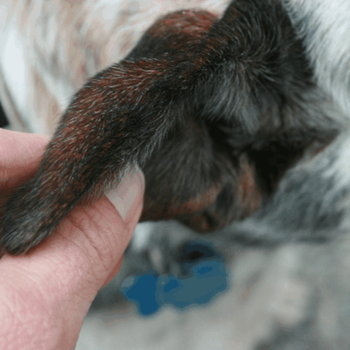 Dog losing hair on edge clearance of ears