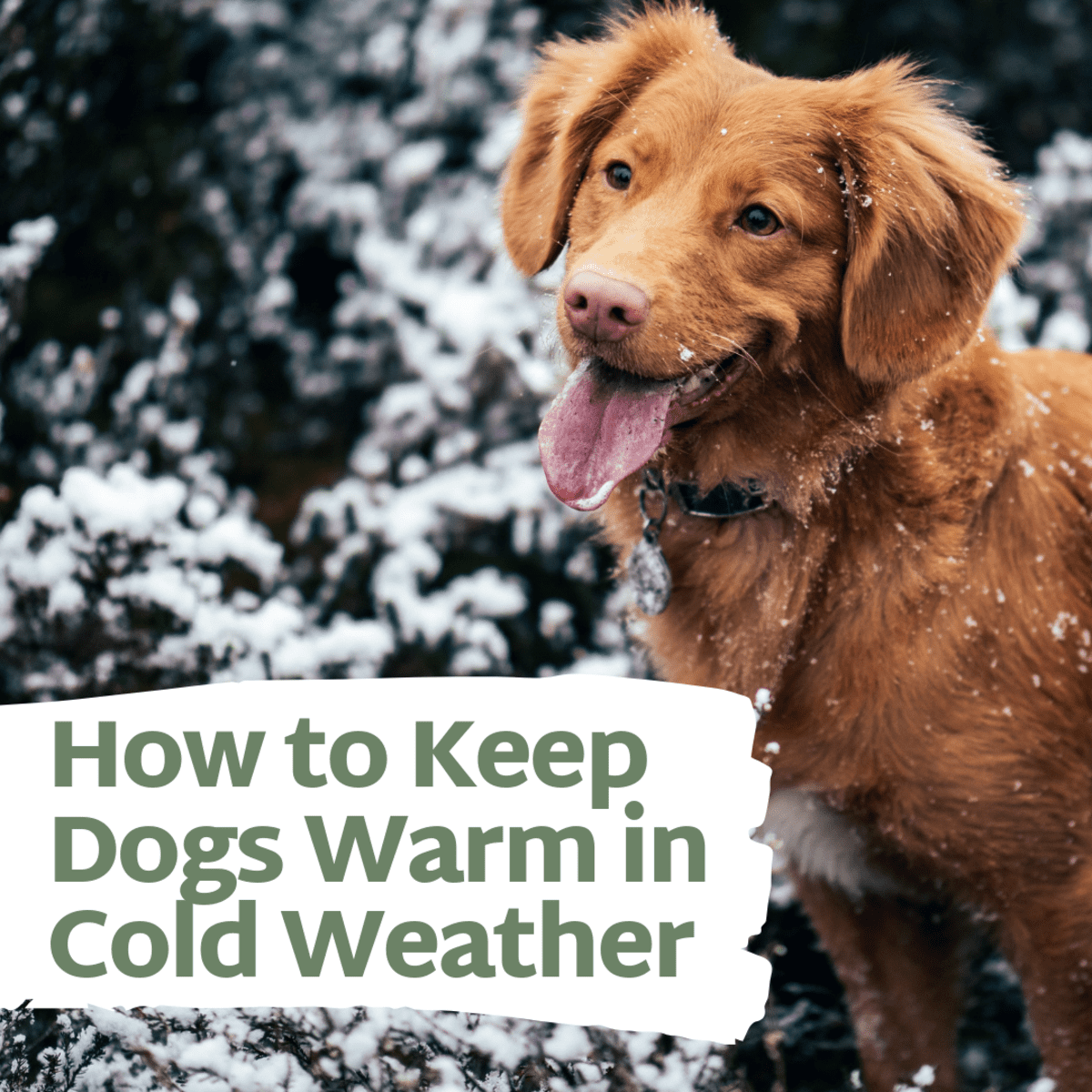 Keep dog house shop warm in winter