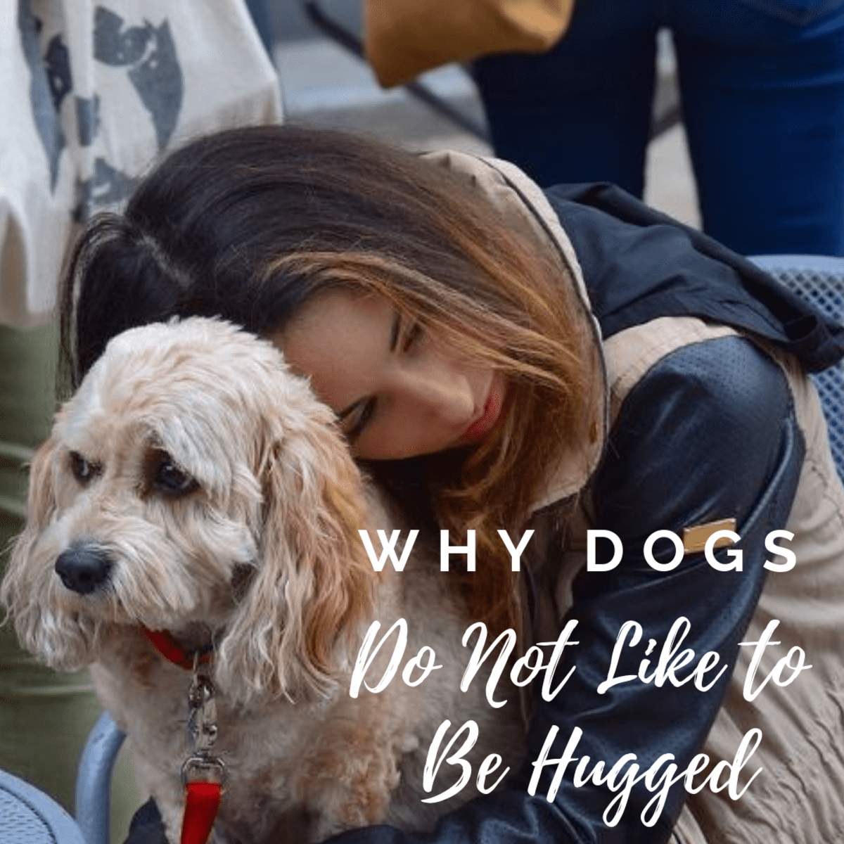 Why Does My Dog Not Like Other Dogs