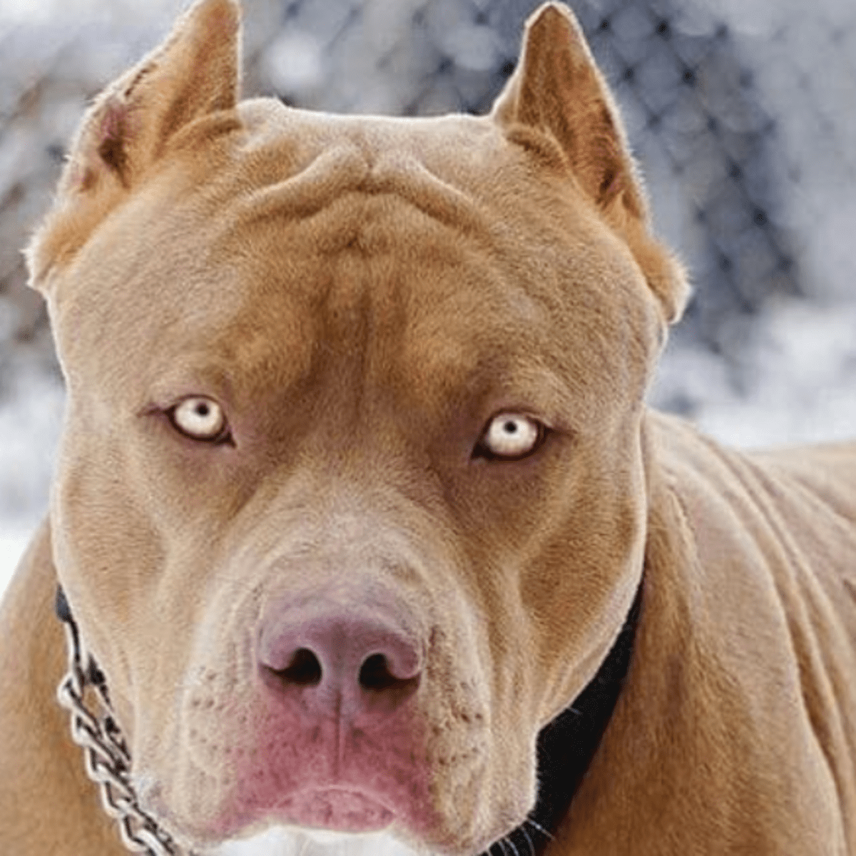 There Goes the Neighborhood: The Coming of the Pit Bulls - HubPages