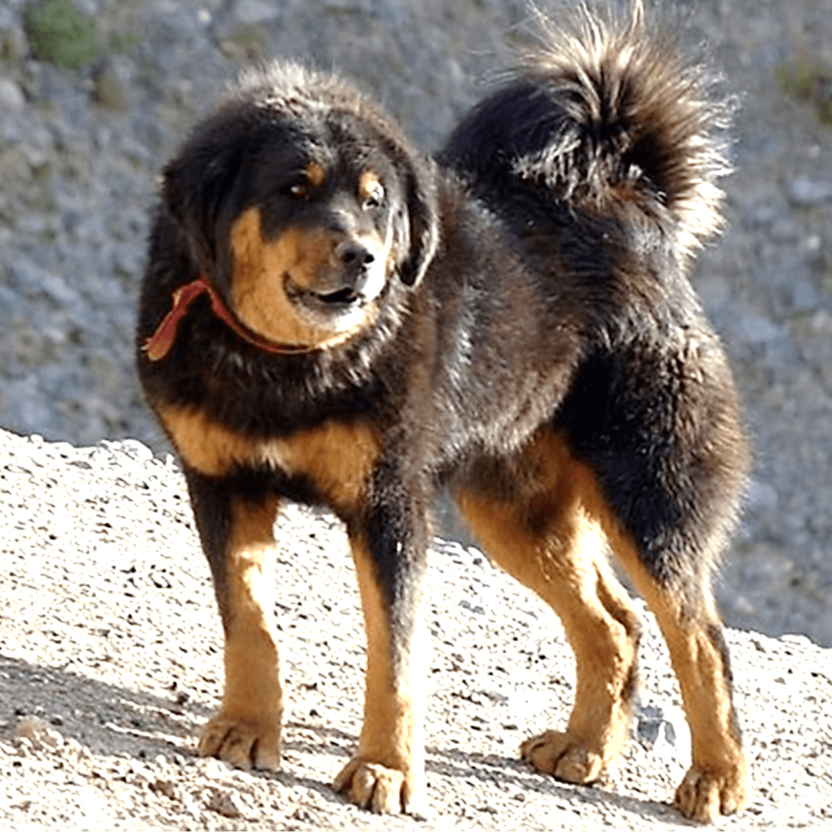 Gaddi kutta indian store dogs